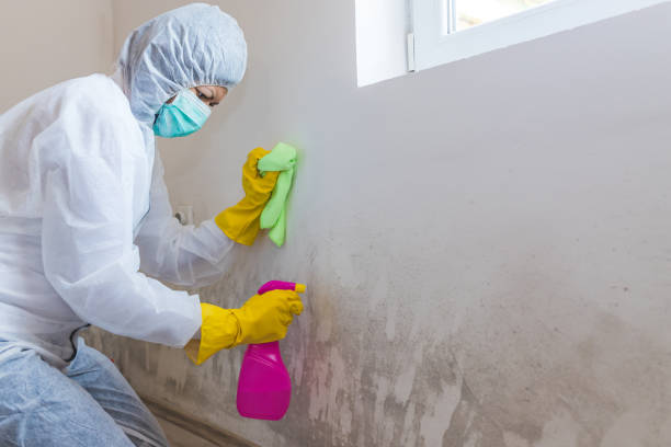 Best Environmental Consulting for Mold Prevention  in Indian Lake, MO